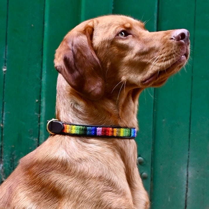Hundehalsband - Regenbogen