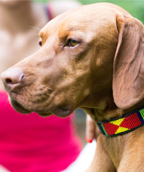 Hundehalsband - Regenbogen – KATHARINA SCHOEN – BELTS & CO